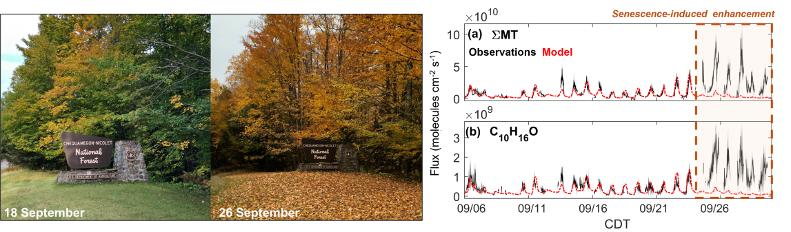 Leaf senescence affecting VOC emissions